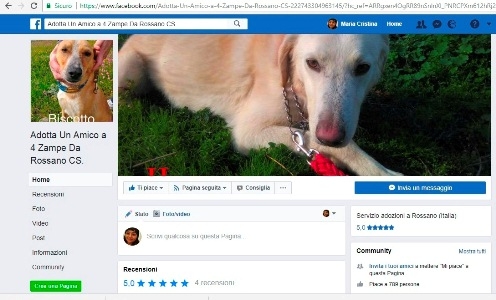 Adozioni cani, successo per pagina sui social