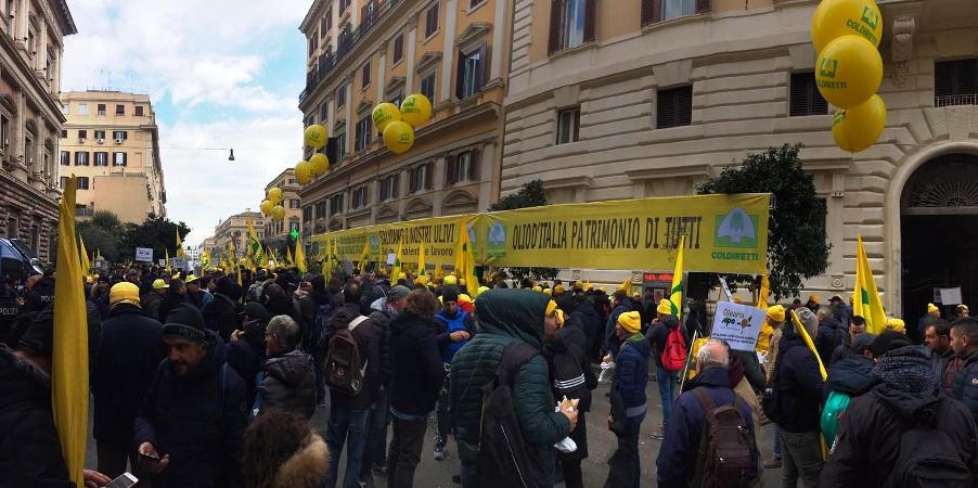 Coldiretti olio d’oliva: la manifestazione a Roma. Presentato il Piano “salvaolio”