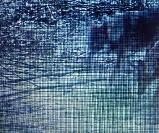 Coldiretti: allarme lupi alle porte di Catanzaro. Le fototrappole li hanno “immortalati”