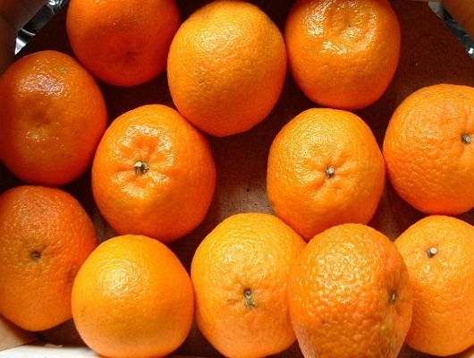 Coldiretti Calabria: a tavola le prime clementine sostenibili  anche da cooperative e Op calabresi