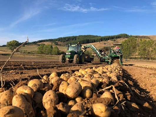 Il Consorzio produttori patate associati parte attiva per emergenza economica comparto
