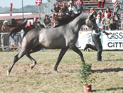Show Regionale del Cavallo purosangue Arabo in Sicilia