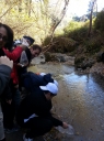Ripopolamento  fiume Coscile: la scuola media  coinvolta nel progetto