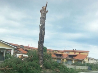 Legambiente Calabria insorge su taglio alberi