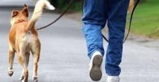 Mai più deiezioni canine per le strade cittadine: l’ordinanza del Comune rivolta ai proprietari