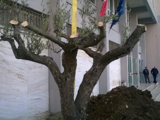 Piantato un ulivo davanti al Palazzo di Giustizia