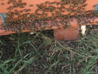Coldiretti: Le difficoltà degli apicoltori nel mese di agosto