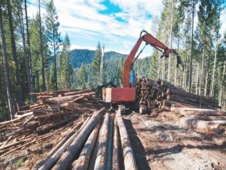 Coldiretti: Le imprese boschive potranno allungare i tempi per taglio ed esbosco