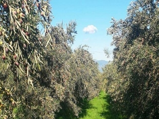 Coldiretti: In Calabria perdita di 400 milioni tra filiera olivicola e indotto