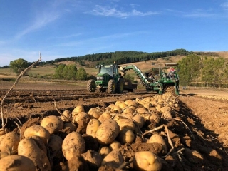 Il Consorzio produttori patate associati parte attiva per emergenza economica comparto