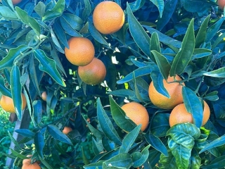 La Clementine comune si afferma come indiscussa regina degli agrumi