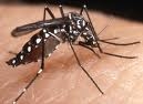Zanzara tigre, interventi in 50 mila caditoie e 90 scuole