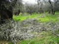 Campionato di potatura alberi d’olivo