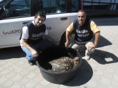 Guardia Costiera: tartaruga “Caretta caretta” recuperata a Cariati