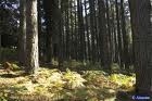 Vendesi terreno con pini larici comune di Bocchigliero (CS)