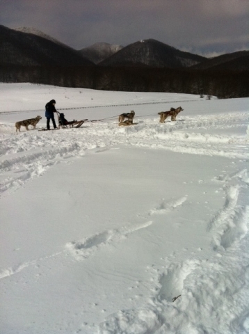 Sleddog on the snow, successo a novacco  114 alunni sulla neve con i cani da slitta