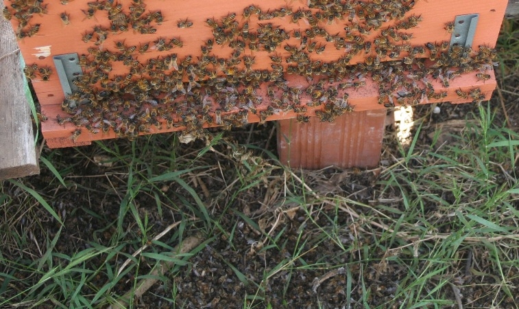 Coldiretti: Le difficoltà degli apicoltori nel mese di agosto