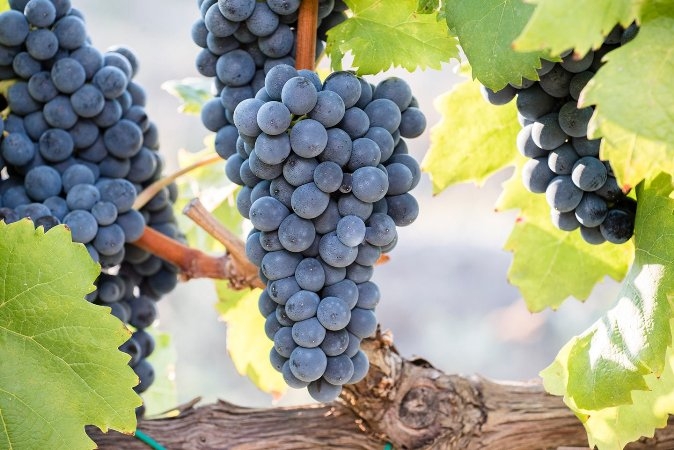 Coldiretti, l’iscrizione del vitigno “Magliocco” arricchisce biodiversità