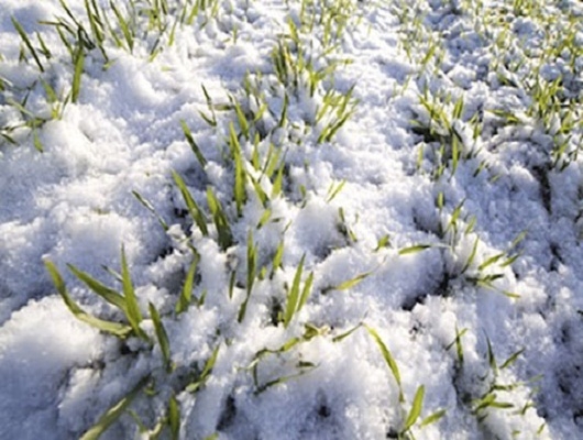 Coldiretti Calabria: La temperatura crolla di oltre 10 gradi a rischio coltivazioni che erano in anticipo e ortaggi