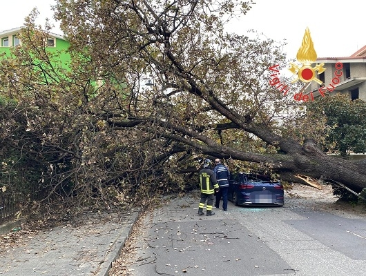 Grosso albero cade sulla strada schiacciando un'auto in transito
