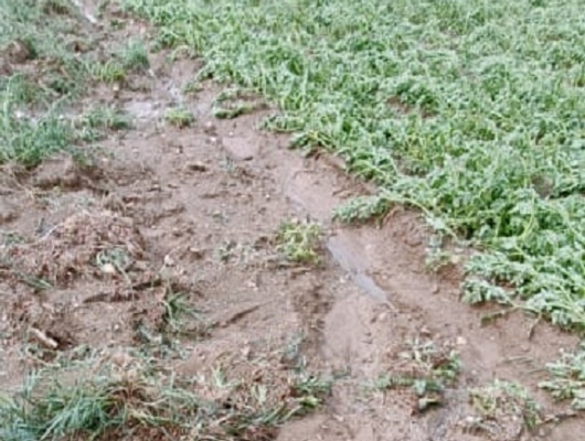 Maltempo in una zona della Sila, Coldiretti: Duro colpo per gli agricoltori