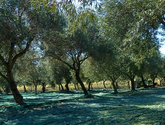Consorzio di tutela  e valorizzazione Olio di Calabria Igp: avviato il periodo della raccolta e della molitura delle olive