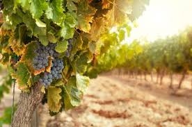 Coldiretti: Ottimo il vigneto Calabria. Le prime previsioni della vendemmia 2015