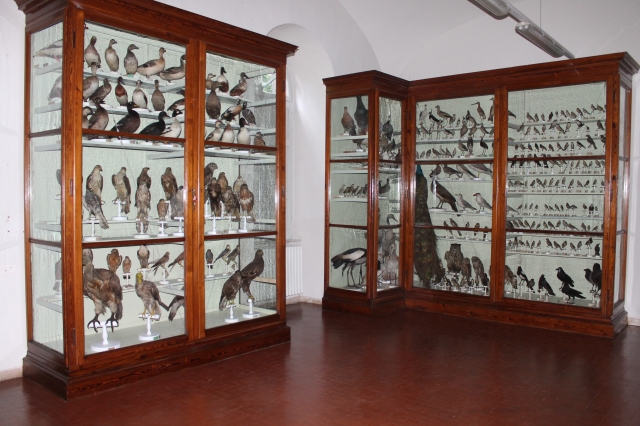 Dal 10 al 14 di dicembre, il Museo di Storia naturale apre la propria sede di Palazzo Botta