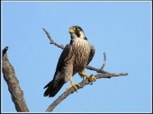 Restituiti al loro ambiente naturale 3 rapaci – Falco Pellegrino, Poiana e Gheppio