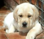 Donati due cani all’Associazione Teniamoci per Mano per la pet teraphy