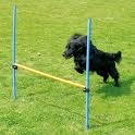 Il 2 giugno al Fido Park la gara canina di agilità "Agility Fun"