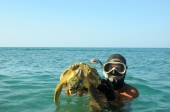 Sub salva tartaruga marina nel mare di Mirto