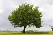 Bimbalbero, a Villanova vanno a dimora 1645 alberi. Domenica si svolgerà la 14° edizione della festa