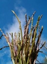 Fiera dell'asparago selvatico dei Colli Tifatini, a Pozzovetere tre giorni di eventi, spettacoli e gastronomia tipica