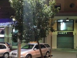 L’associazione Fidelitas segnala un albero pericolante