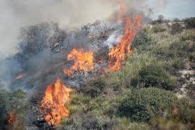 Bevacqua: un convegno sulla normativa di contrasto agli incendi boschivi