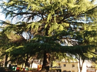 Il “Cedrus deodora” di Viale Scorza, dichiarato albero monumentale