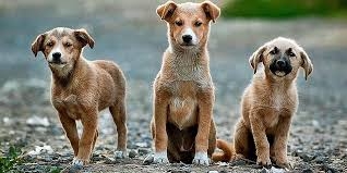 Randagismo, 50 cani adottati in 1 anno