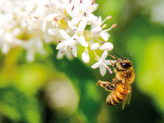 Coldiretti Calabria, Sos miele: sofferenza api e cambiamenti climatici causano bassa produzione