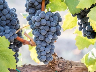 Coldiretti, l’iscrizione del vitigno “Magliocco” arricchisce biodiversità