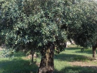 Oliveto Calabria, da Coldiretti la fotografia della campagna 2019: olive sane