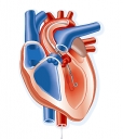 Il  3 luglio un seminario di studi cardiologici organizzato dall’associazione “Pasquale Liporace”