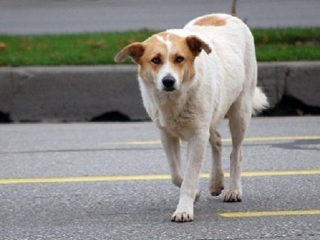 Il Consiglio comunale approva regolamento per l’adozione di cani randagi