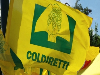 La denuncia di Coldiretti: A rischio l’avvio della stagione agrumicola manca la manodopera