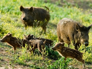 Sindaco chiede alla Regione un risarcimento per agricoltori danneggiati da cinghiali e lupi