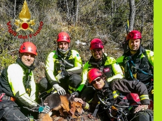 Cane scivola in un dirupo, salvato dai Vigili del fuoco