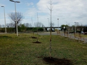 Verde urbano, 200 nuovi alberi per la città