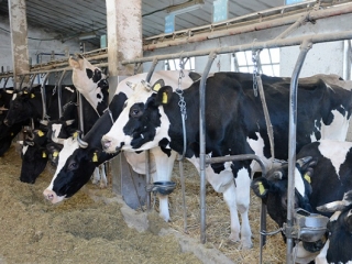 Coldiretti Calabria: Allevatori in difficoltà per corsa dei prezzi alimentazione animali nelle stalle