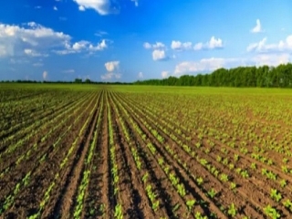 Coldiretti Calabria: Il Pil cresce ma cala in agricoltura per forti aumenti costi di produzione