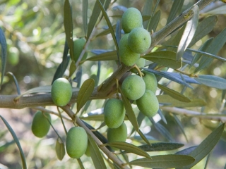 Le cultivar calabresi, le migliori varietà secondo il Consorzio di Tutela dell’Olio di Calabria IGP